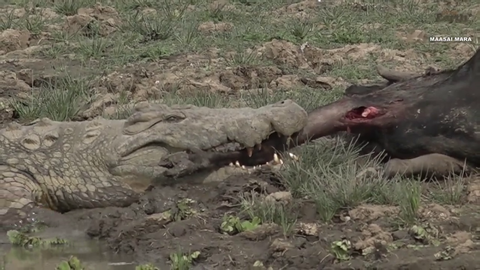 Lion and crocodile pulling on a nice snack.