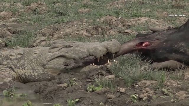 Lion and crocodile pulling on a nice snack.