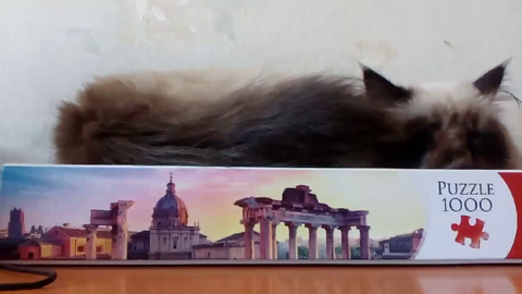 I found a cat streamer and this is his donation alert