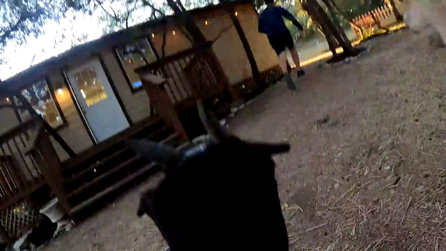 Alveus's first goat cam stream is going well