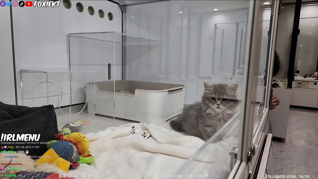 $5000 pets in Tokio