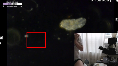 After days of searching, streamer finds her first Tardigrade