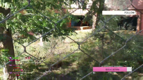 London Zoo Lion Smashing his Wife Loudly