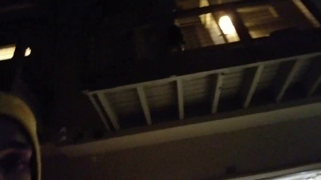 Chat flies