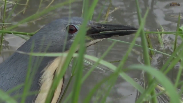 Dwarf Bittern eats a tadpole