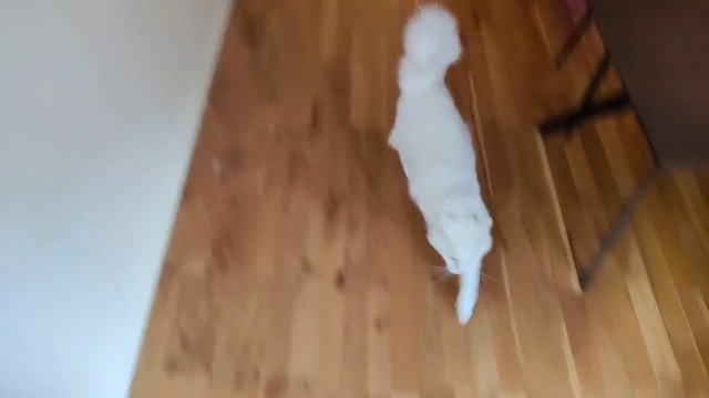 NymN races Apollo