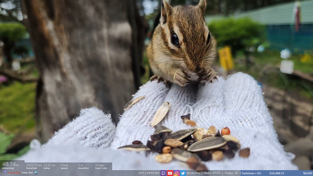 Angle of Shibuya feeds a hungry chipmunk