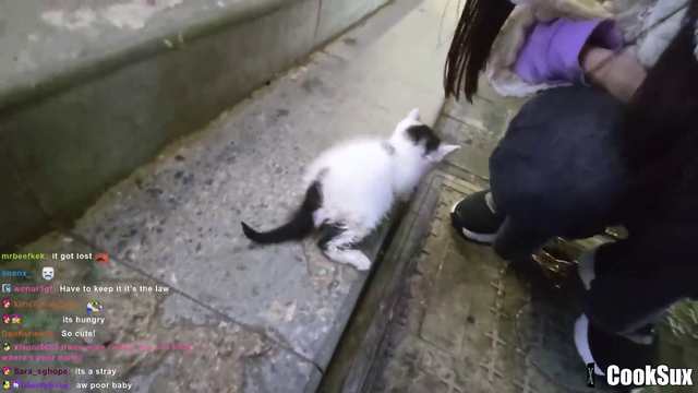 Stray kitty Sadge
