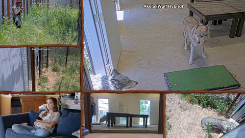 Alveus Wolf Dogs meet freely for the first time
