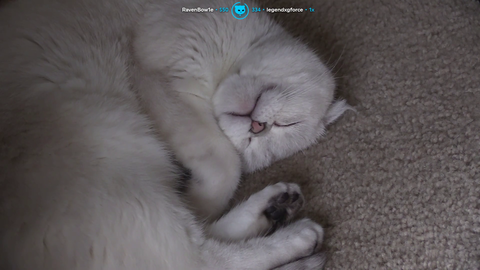 Lirik's cat gets possessed