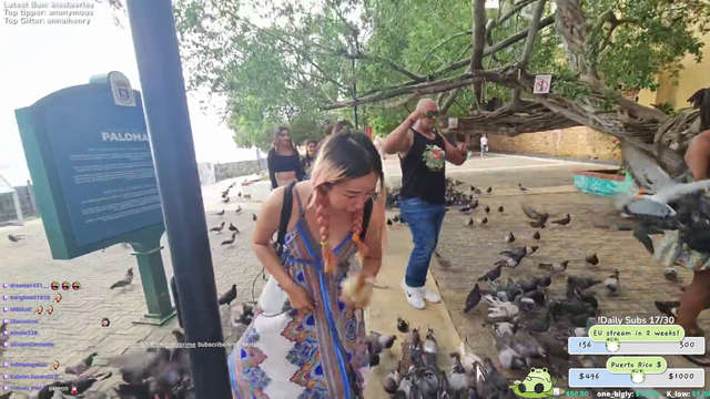Swarm of pigeons attack streamer