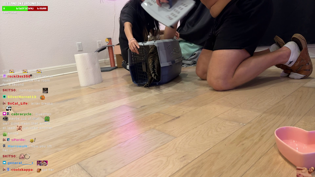 Streamers try to cage a cat (impossible difficulty)