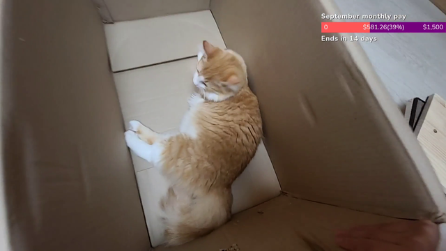 ruthless streamer evicts cat for $10