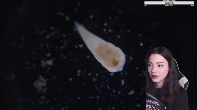 Twitch 1st? - Faezaria Finds a Microbe that Throws Up Another Microbe it Ate