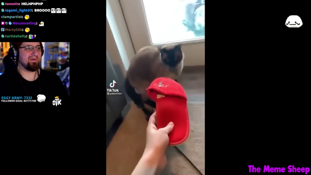 Tectone on traumatized pets