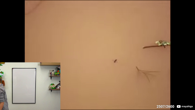 maya shows chat animal mating sounds