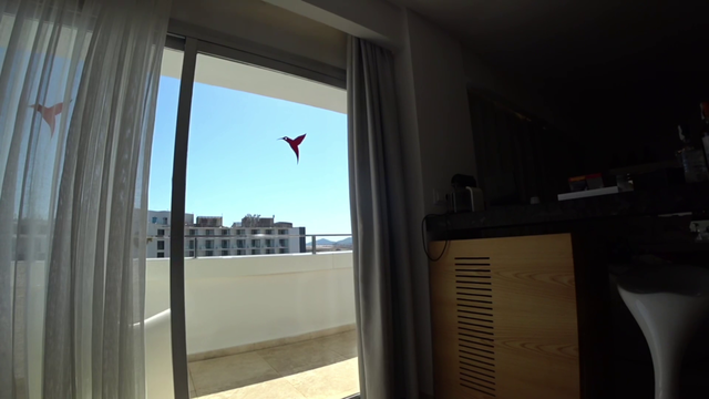 Streamer is clearly not a bird