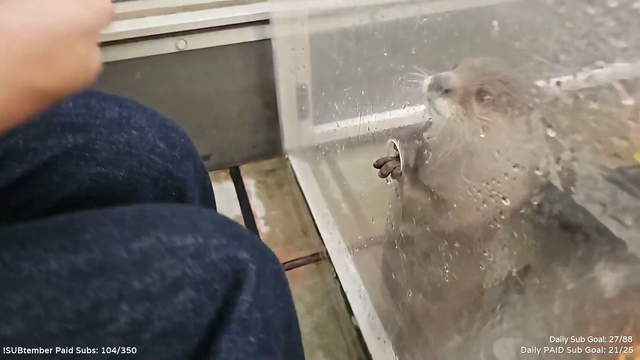Otter cafe in Japan