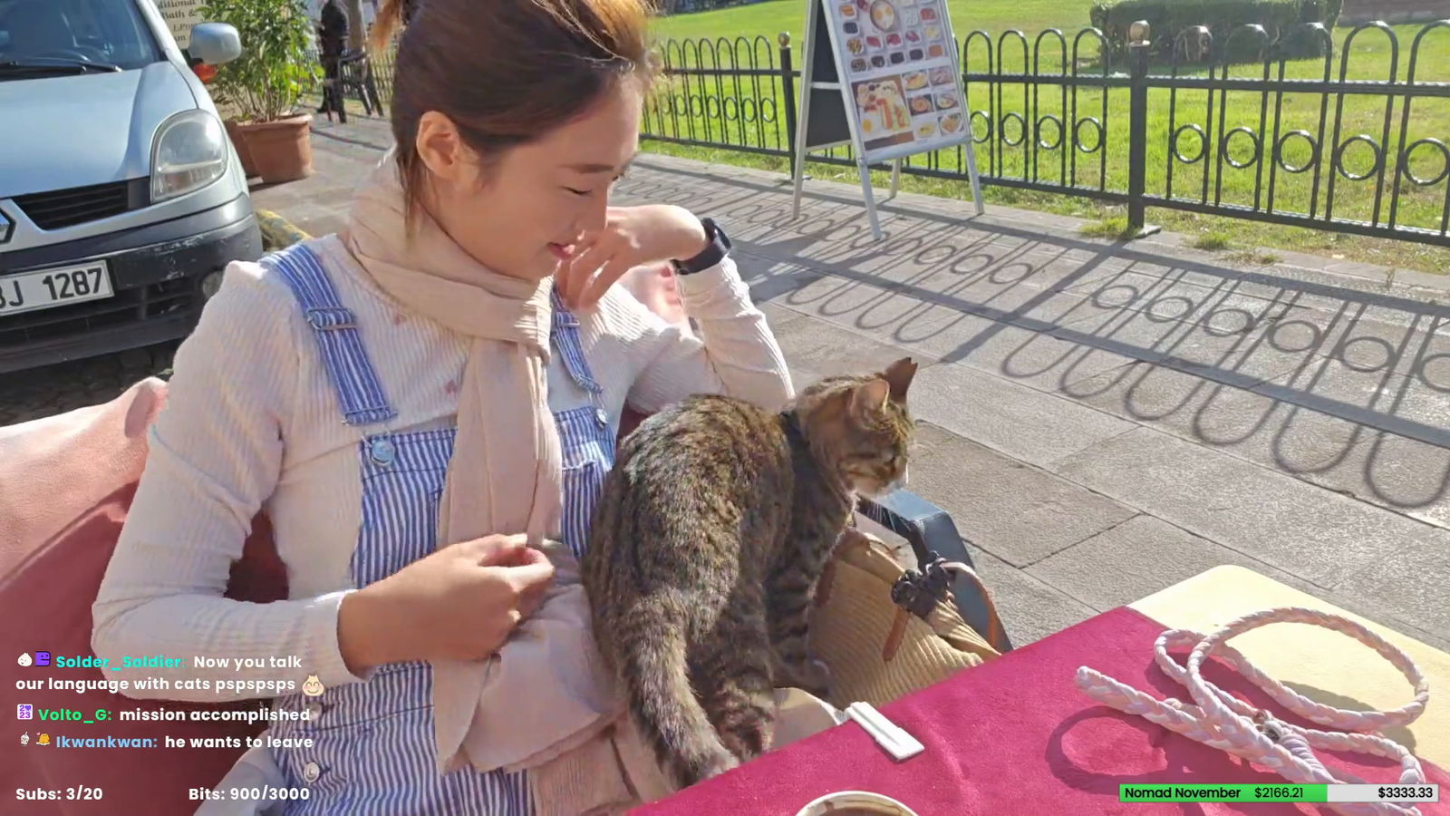 Stray cat establishes open air cat cafe in Istanbul