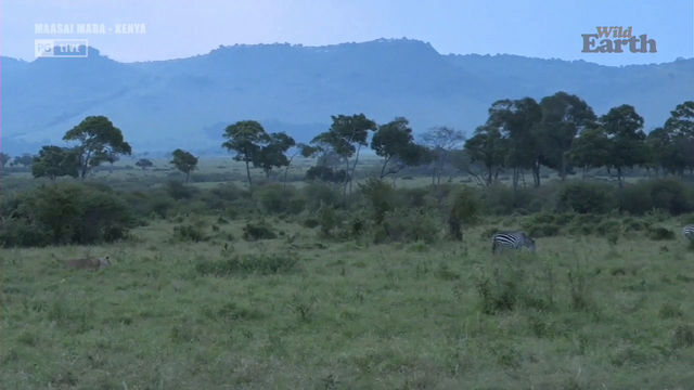 Lion takes down a zebra in the Masai Mara of Kenya