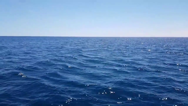 Dolphins in Awkwards_Travel stream