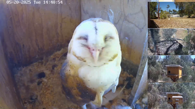 Owl smiles for the camera