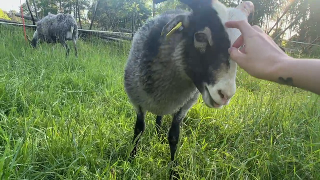 Elina gets attacked by goats