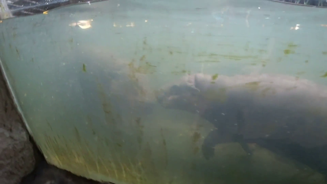Hippo poops underwater at the Zoo and fish eat it DansGame