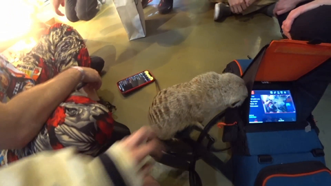 Meerkat ends mizkifs stream