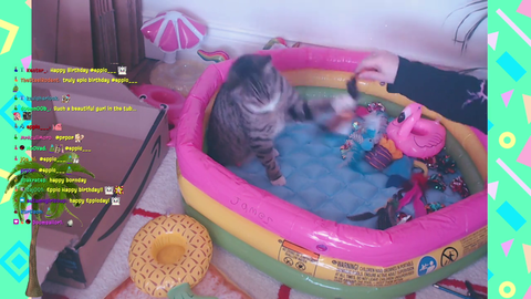 [NSFW] New Hot Tabby Stream Meta