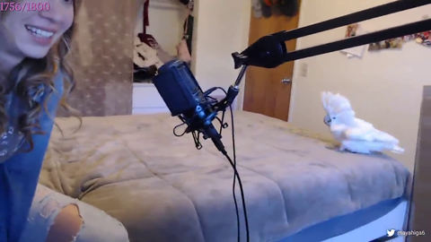 Bird girl teaches parrot to dance