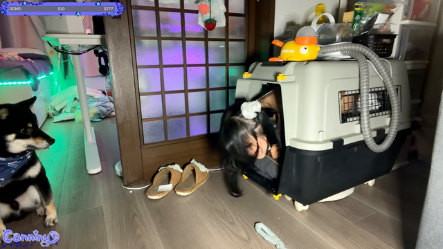 Kalashi has a parasite living in his house