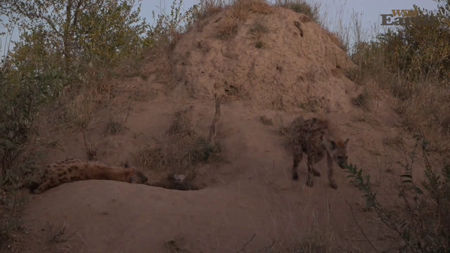hyena greeting a cub