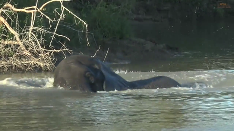Elephant having the time of his life in a lake