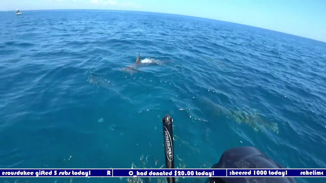 Hammerhead Infested ! Streamer Grabs them by the head to keep them away