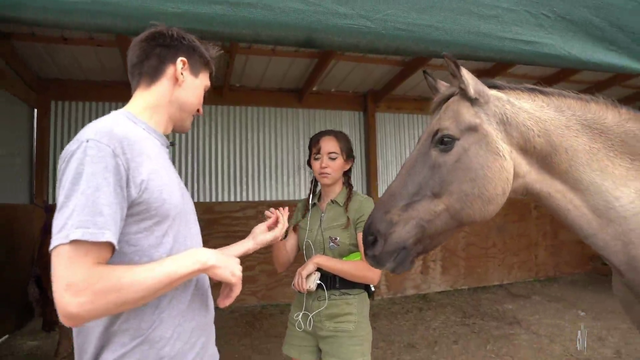 horse scares Daily Dose