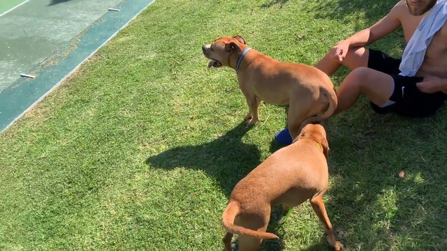 Hasan abusing dog WeirdChamp