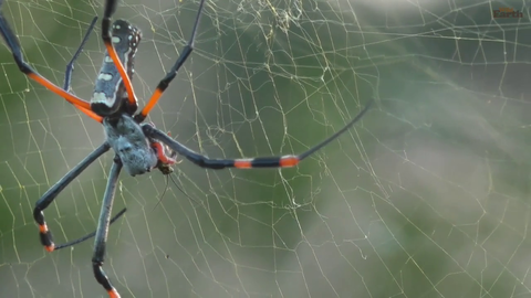 Spider making her meal