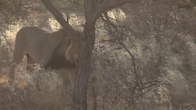 Dominant male lion steals kill from his pride