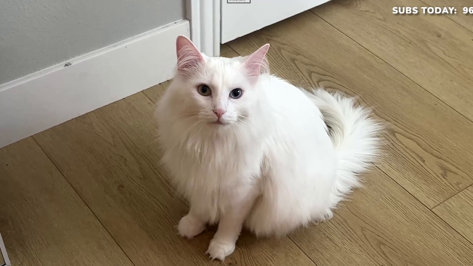 the cat wants out, not to be content