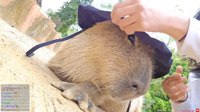 Cute capybara wears a hat