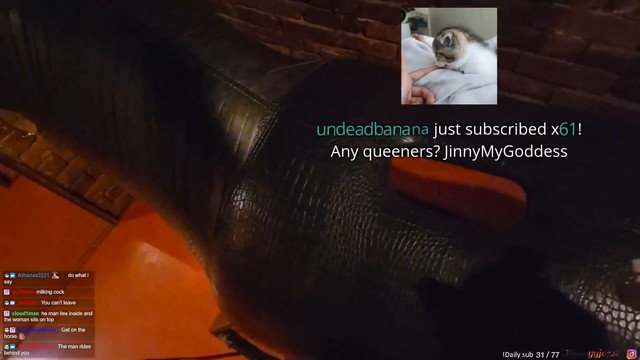 jinny inspects a japanese horse
