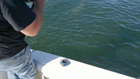 hacknet huge fish win/fail