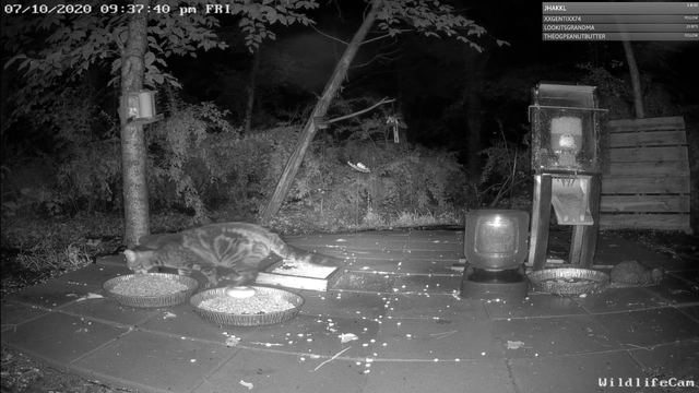 Raccoon scares kitty away on WildLifeCam