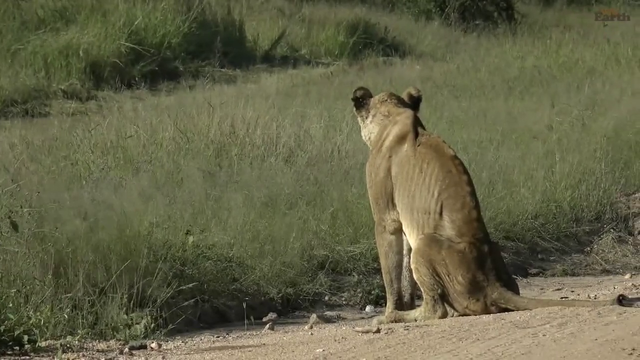 poor lioness in a very bad condition