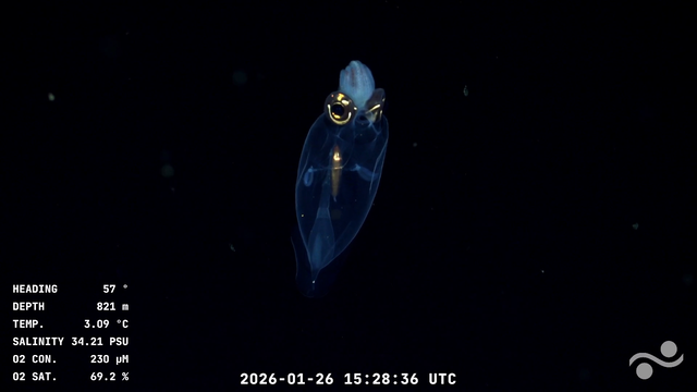 Submarine captures footage of beautiful sea creature over 800m below the surface