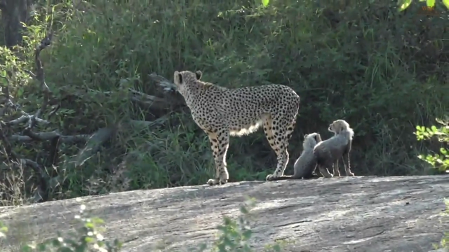 fluffy cheetah cubs drinking milk while standing