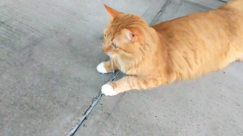 Erisann's cat Aslan hunting rodents on stream