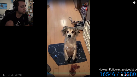 what kind of dog is this?