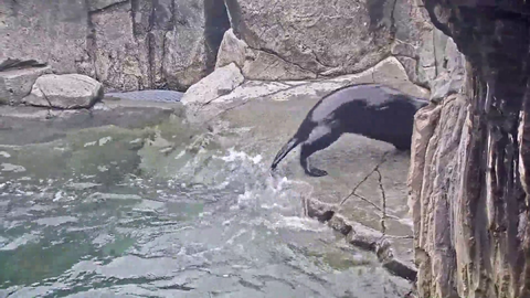 Sea otter does a backflip